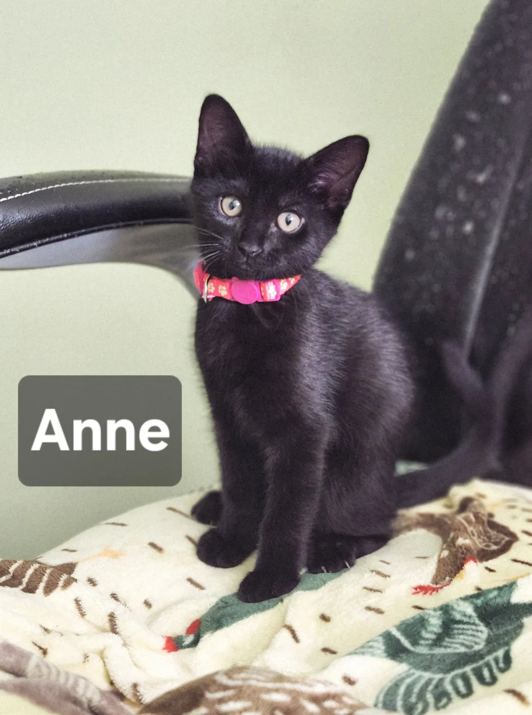 Ann - Photo 1