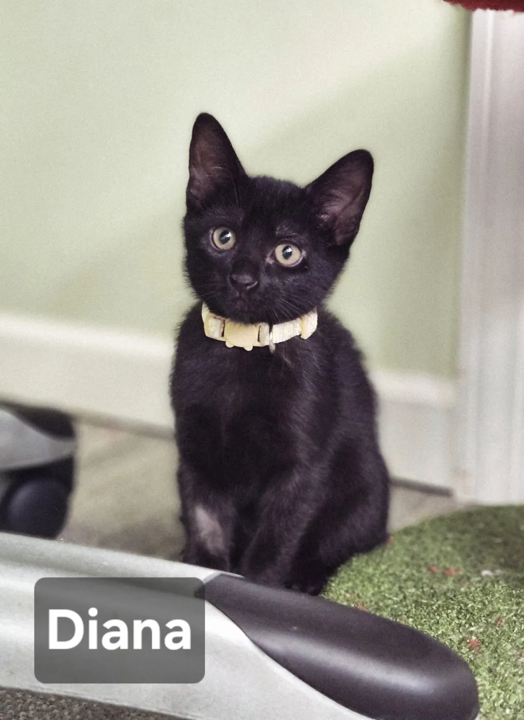 Diana - Photo 1