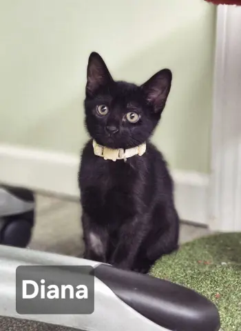 Diana