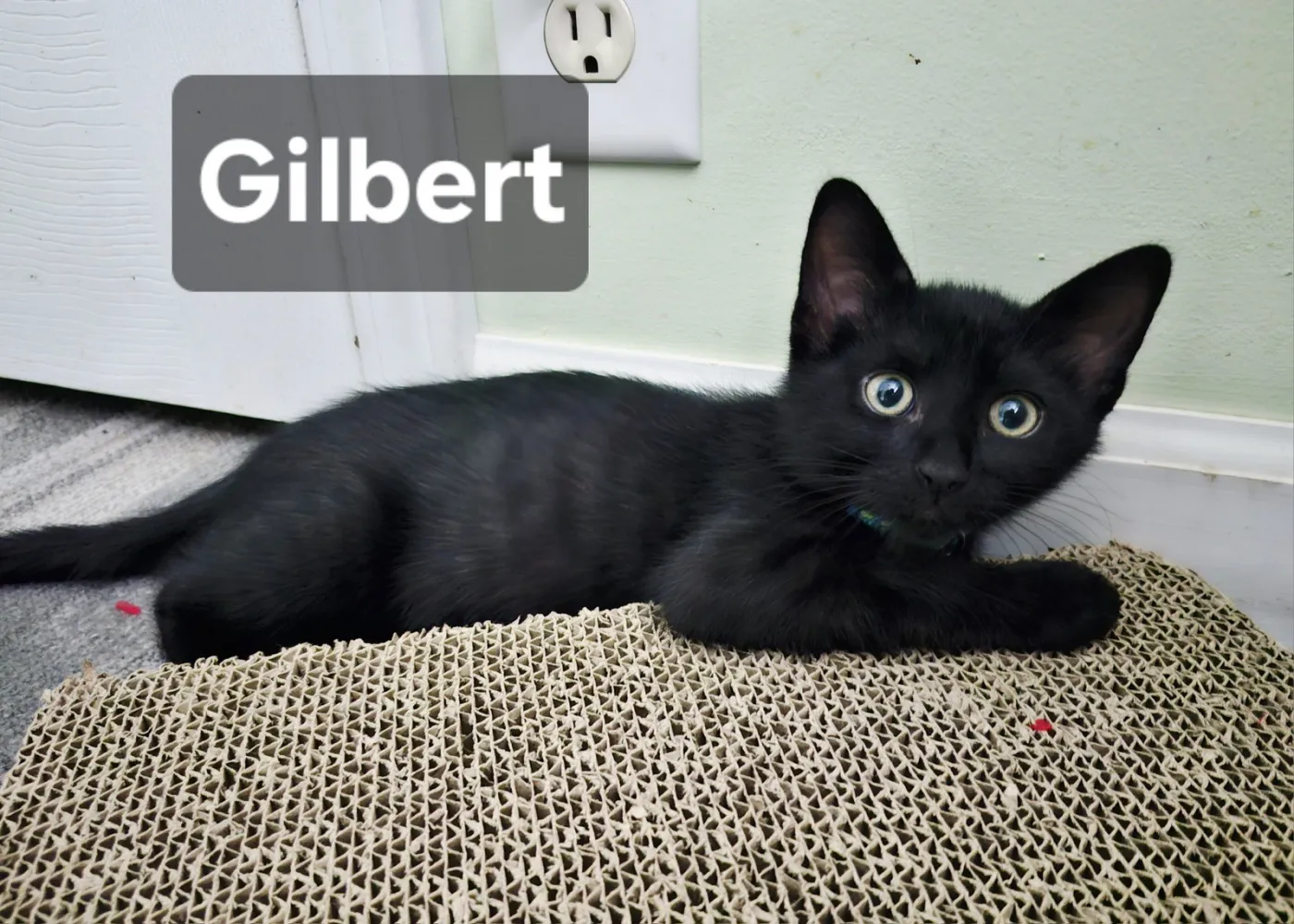 Gilbert - Photo 1