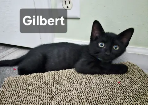 Gilbert