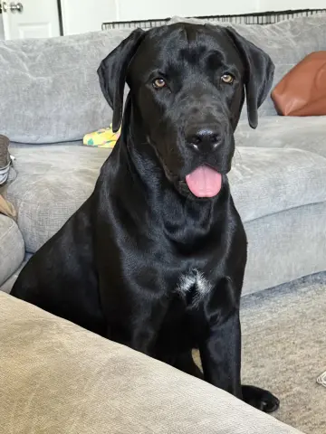 Sirius
