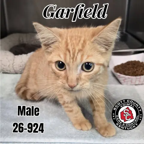 Garfield