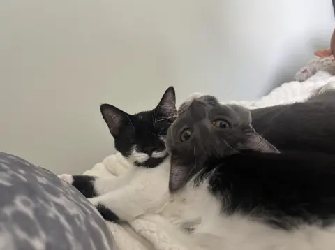 Moose & Goose