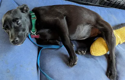 Starling thumbnail 4