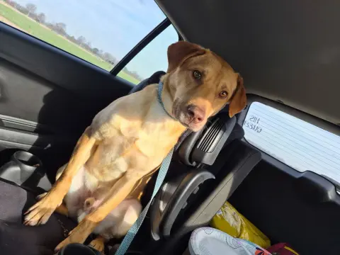 Van Jackson thumbnail 3