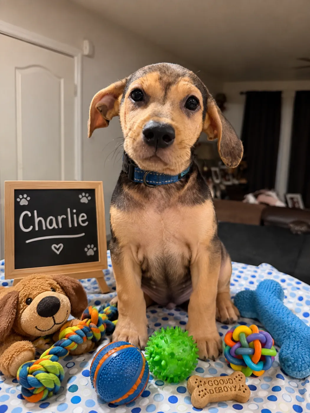 Charlie - Photo 1