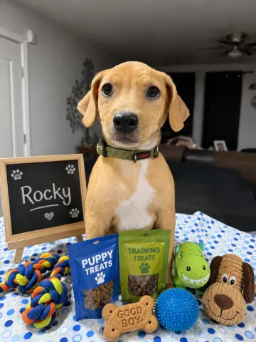 Rocky