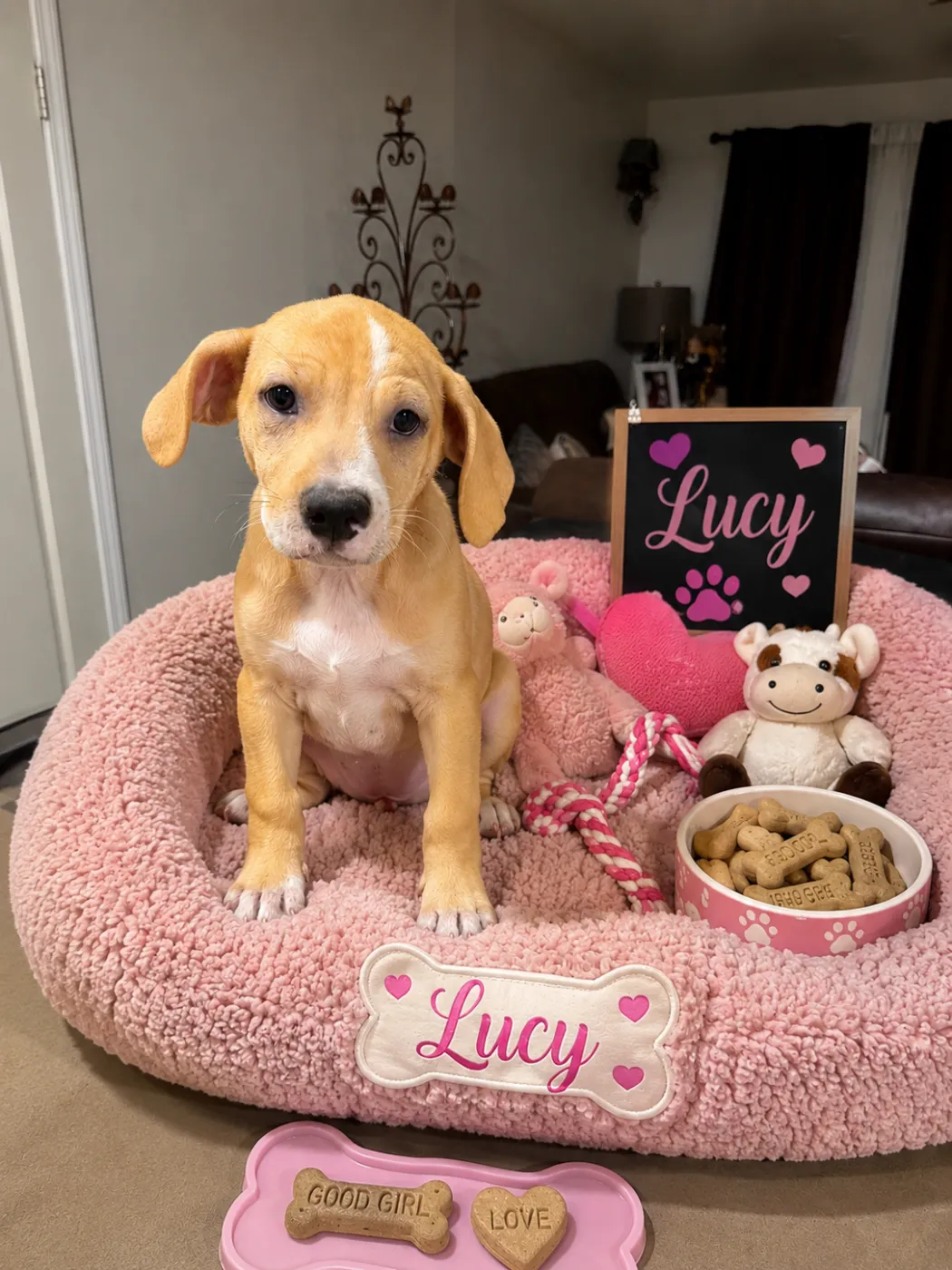 Lucy - Photo 1