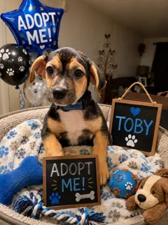 Toby