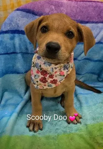 Scooby Doo