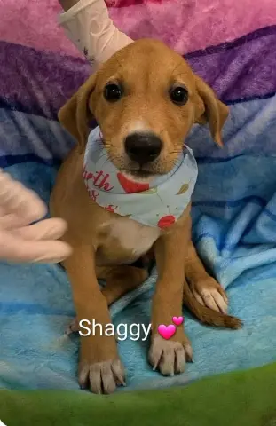 Shaggy