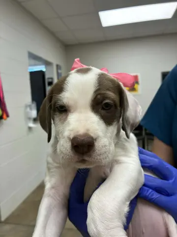 Puppy A