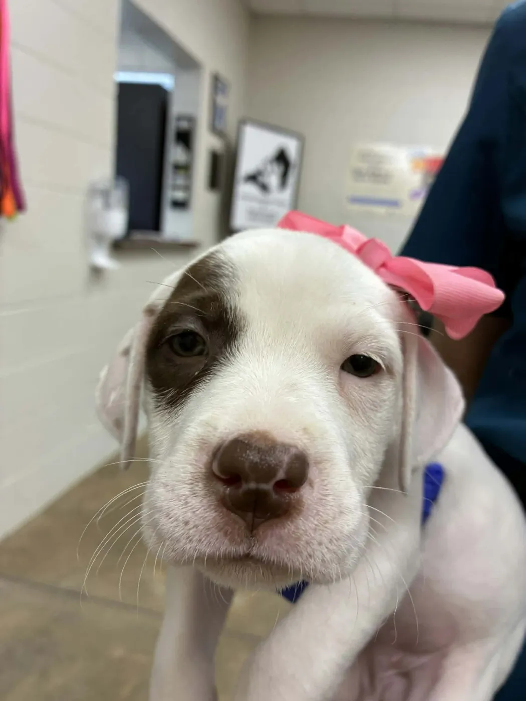 Puppy B - Photo 1