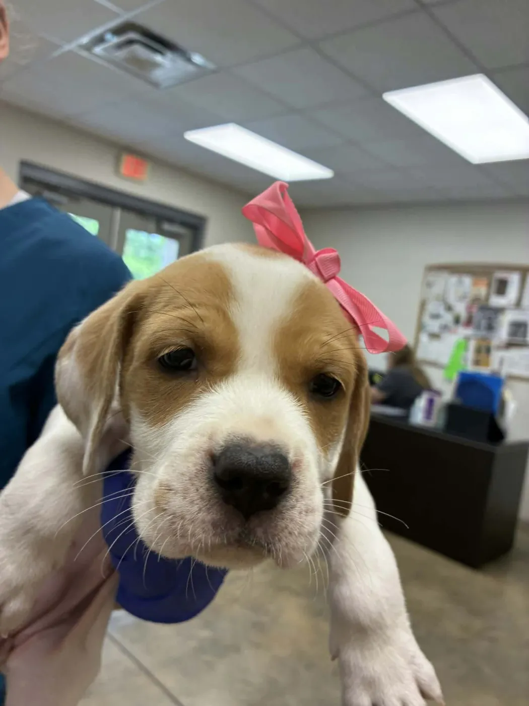 Puppy C - Photo 1