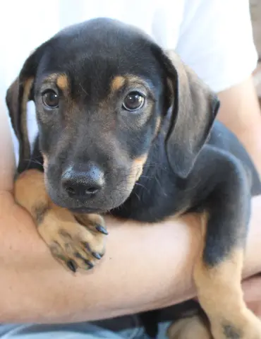 Kona