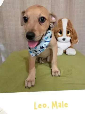 Leo