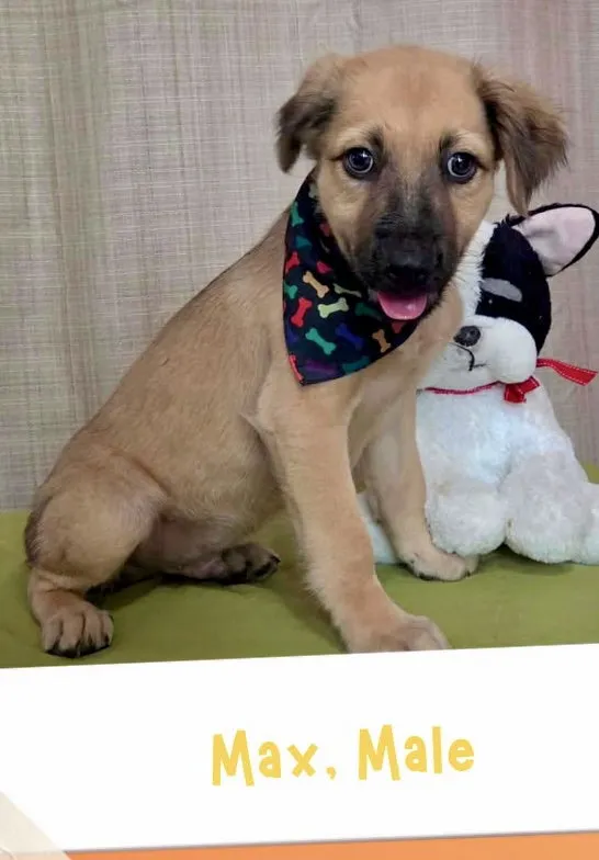 Max - Photo 1