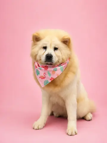 Wonton