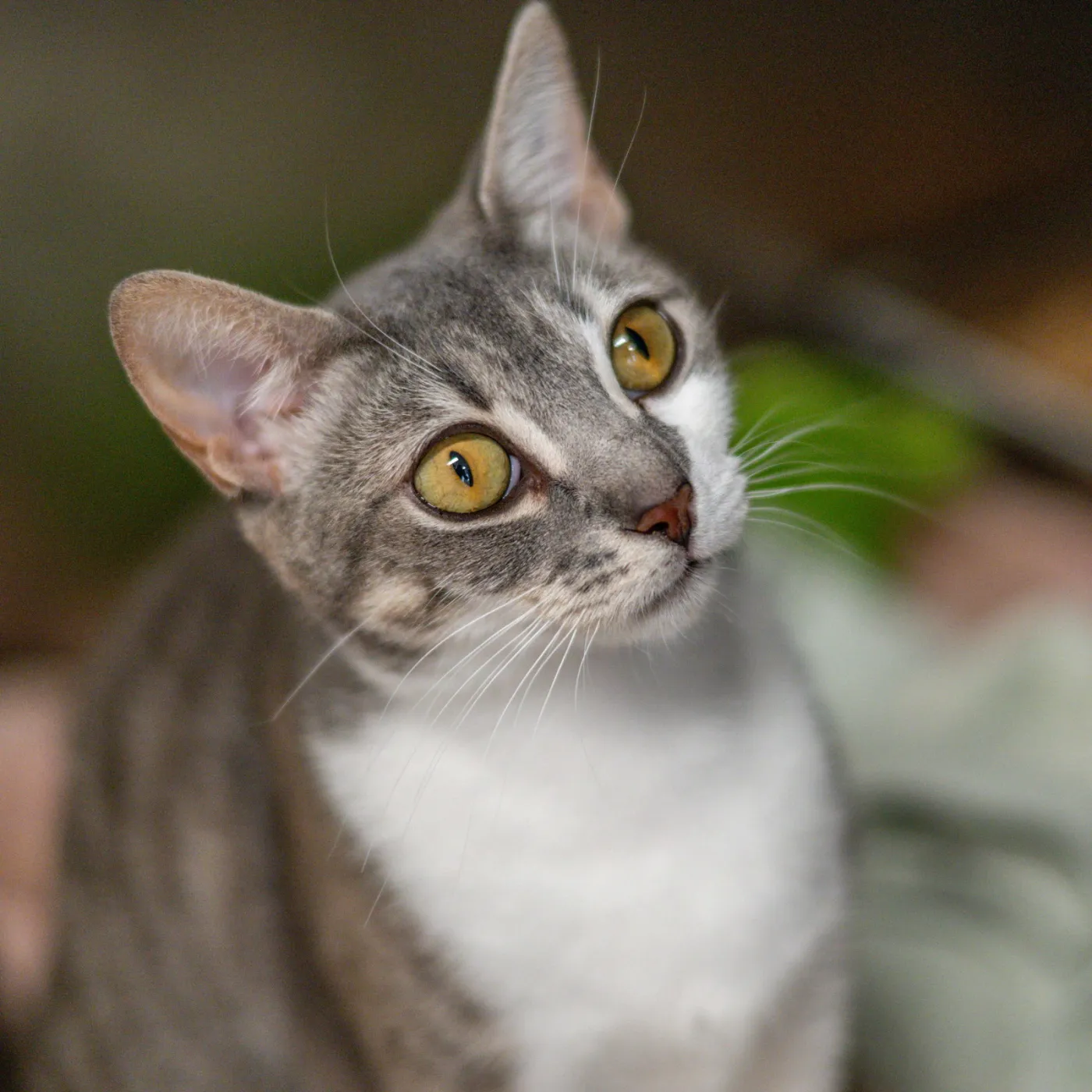Luna - Photo 1