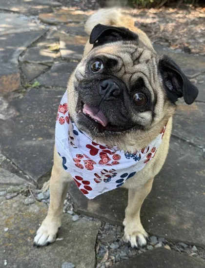 Franklin - Photo 1