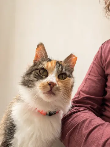 Glinda
