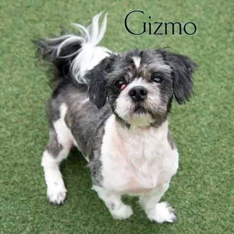 Gizmo