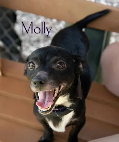 Molly