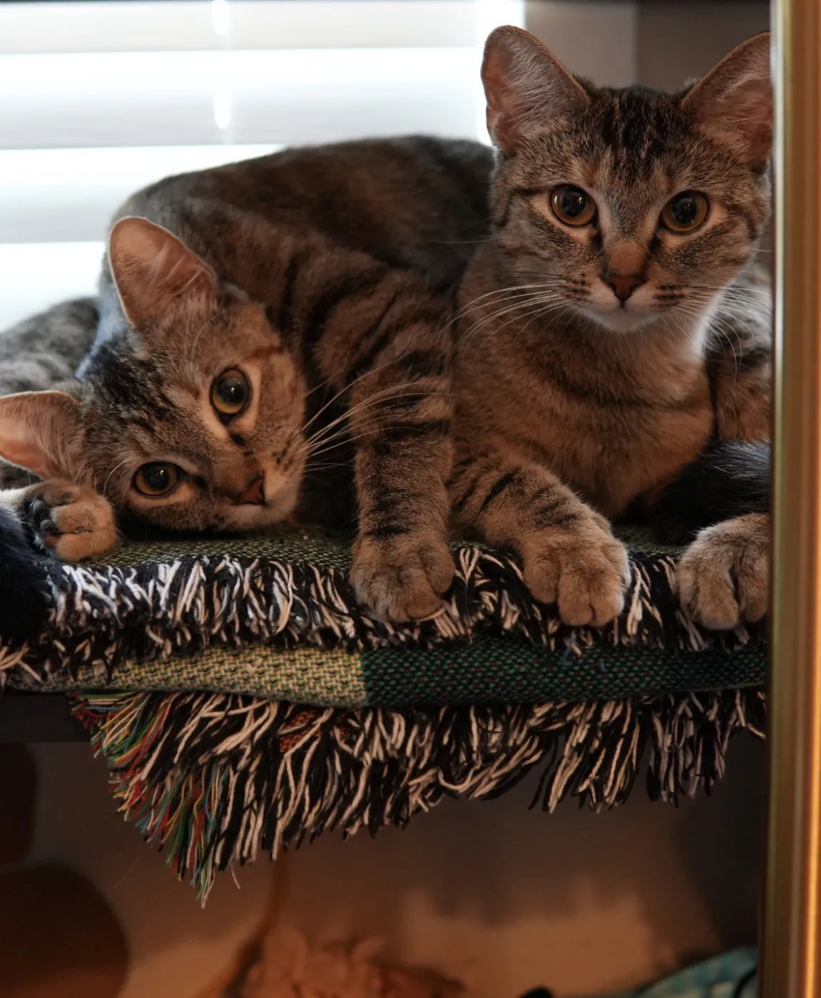 Ashley - Photo 1