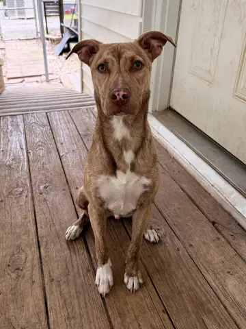 Tillman