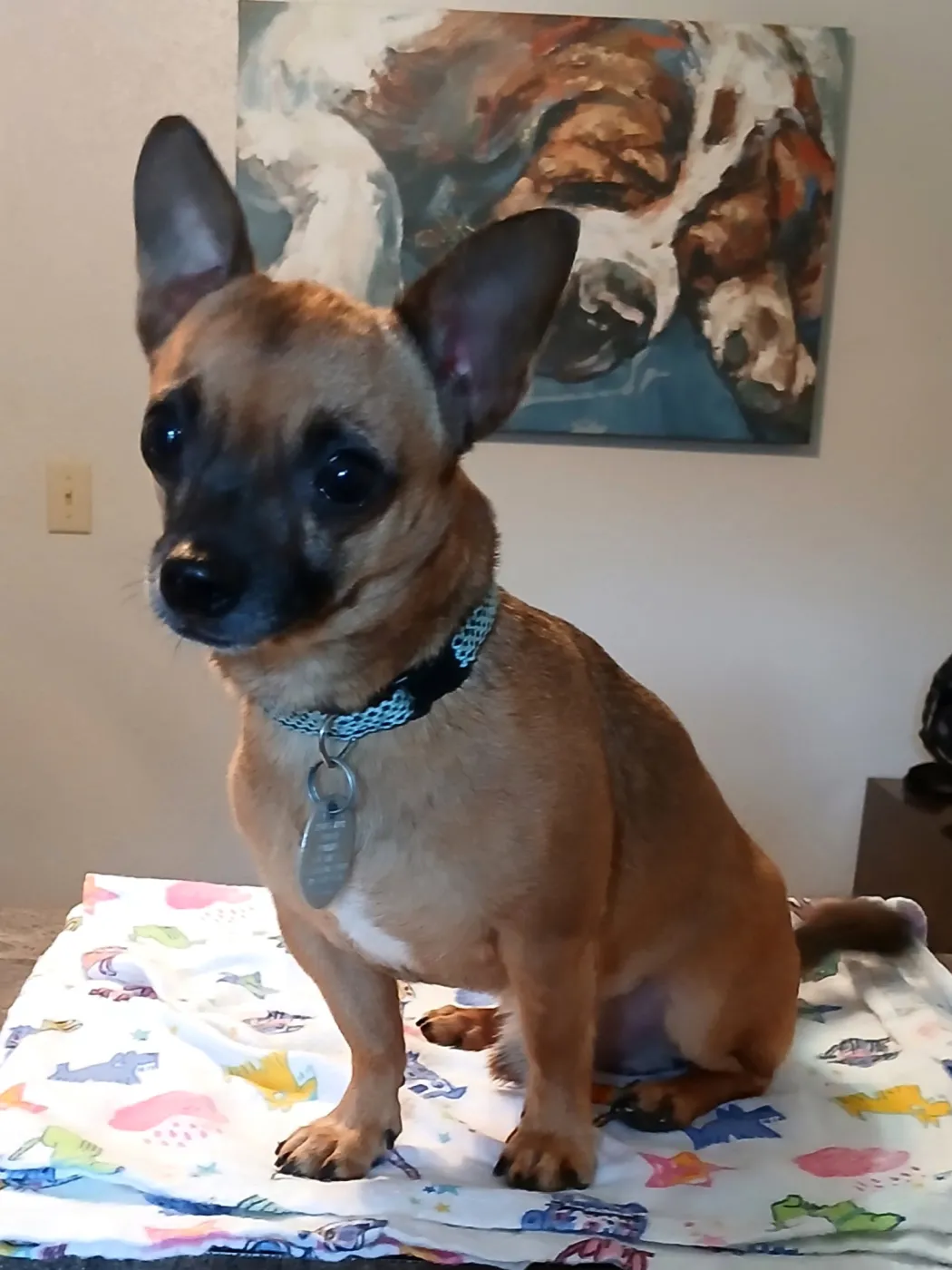 Gizmo - Photo 1