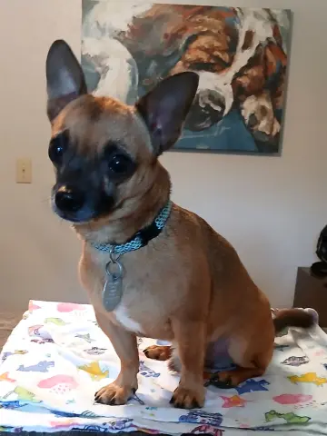 Gizmo