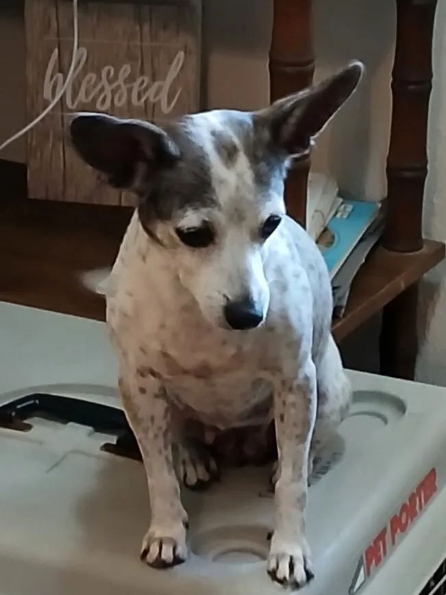 Dottie - Photo 1