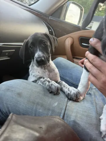 Duke