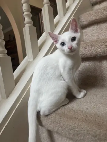QTip