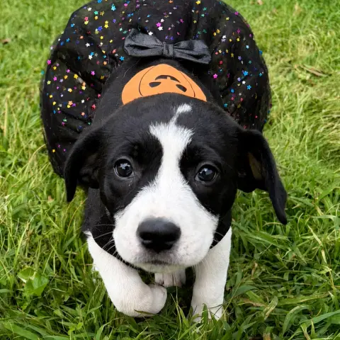 Dot