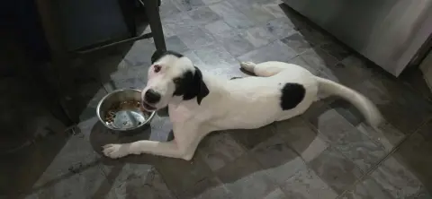 Darla