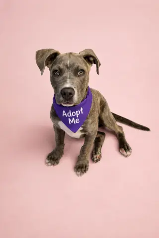 Maggie