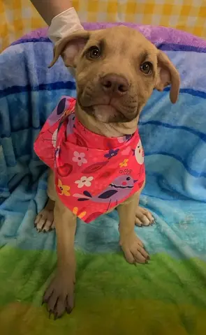 Bonnie