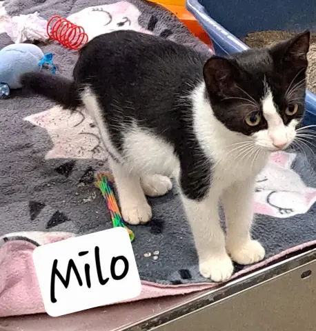 Milo