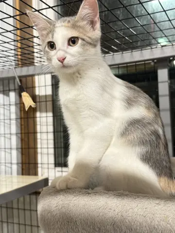 Maple