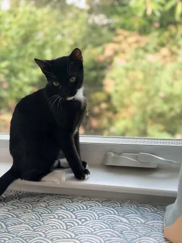 Nacho