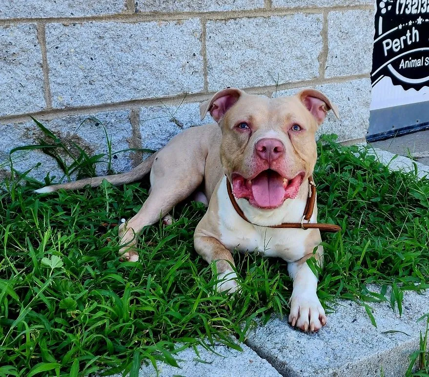 Enzo - Photo 1
