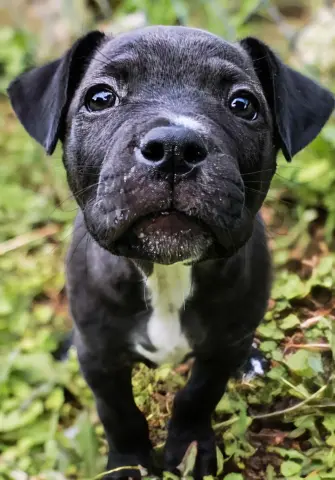 Roscoe