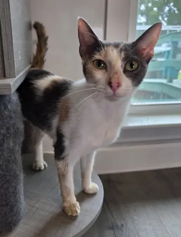 Winnifred