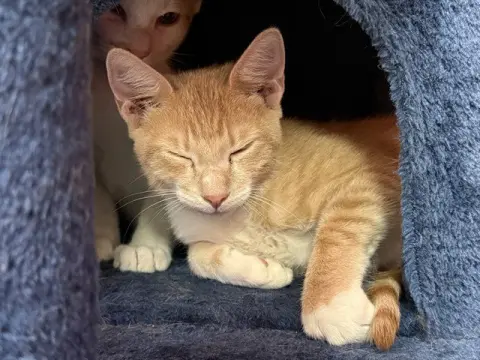 Howard