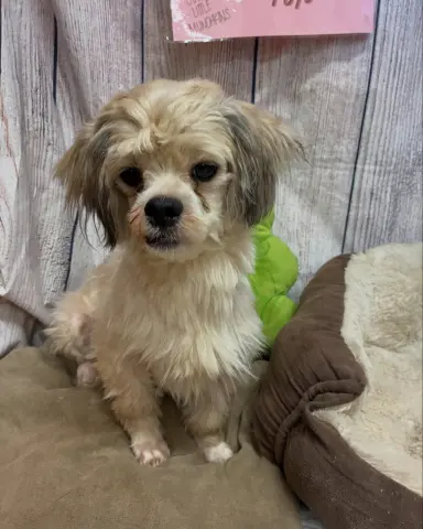 Toto