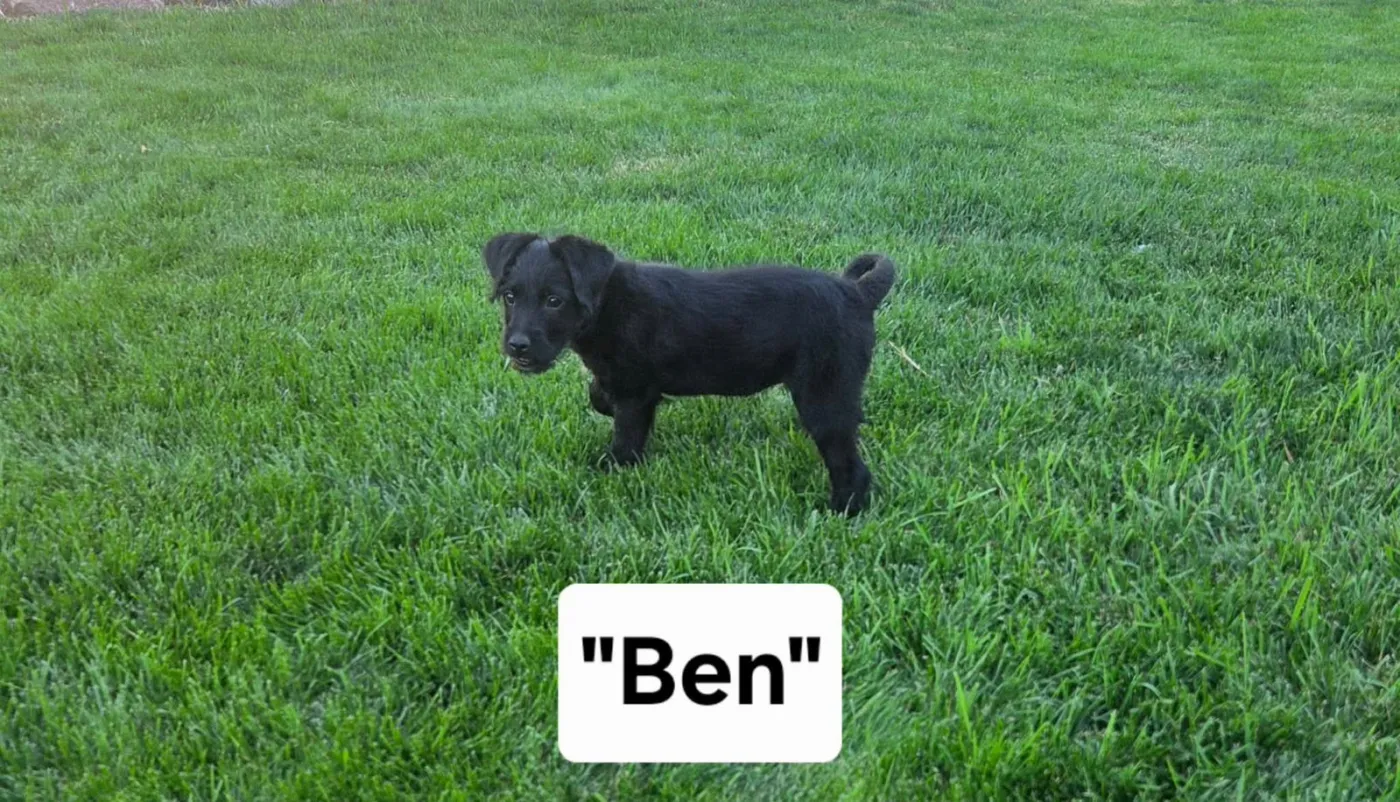Ben - Photo 1