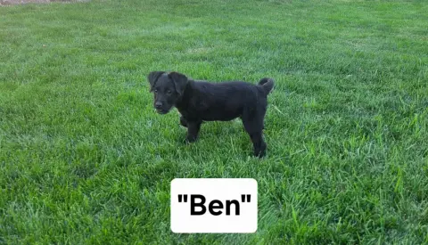 Ben