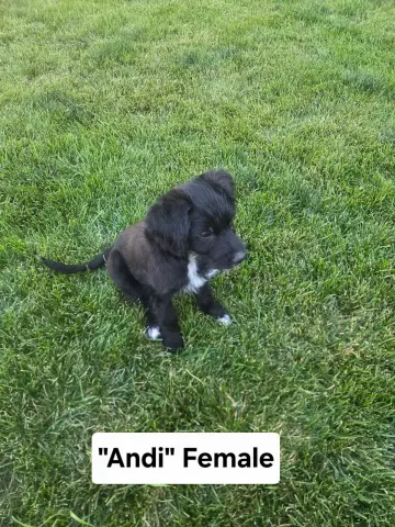 Andi